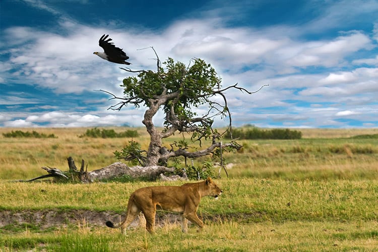 Leeuw in de Okavango Delta