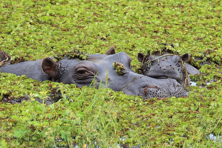 Nijlpaarden in de Okavango Delta