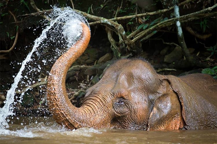 Mondulkiri Elephant Sanctuary