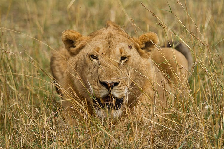 Kenia Masai Mara