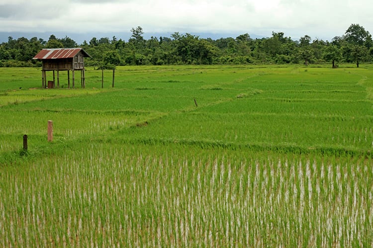 Bolaven Plateau