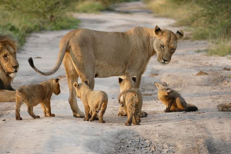 Leeuwin redt baby vos