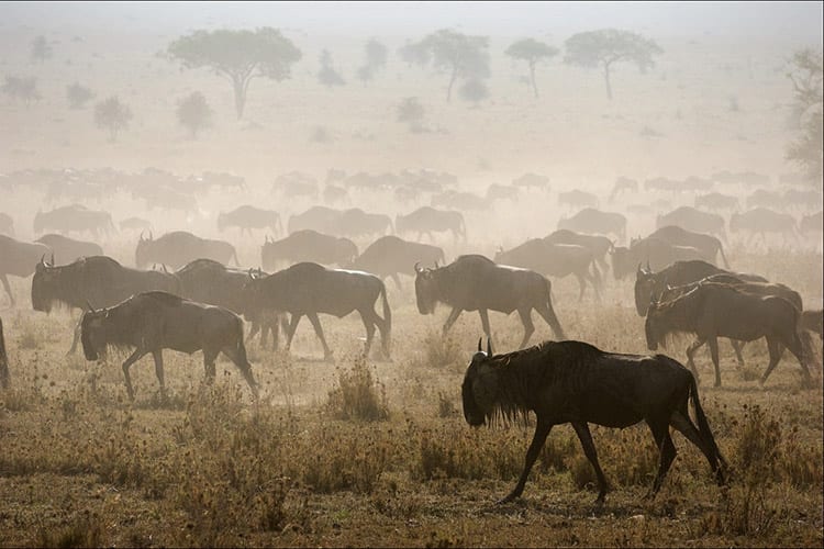 De Grote Trek in Tanzania