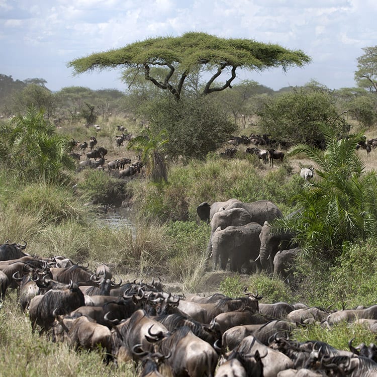 Olifanten en Wildebeest in het Serengeti National Park
