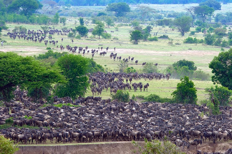 De Grote Trek in Tanzania