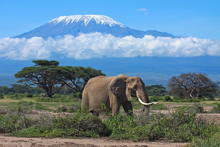 Kilimanjaro