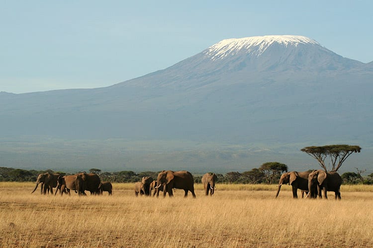 Kilimanjaro