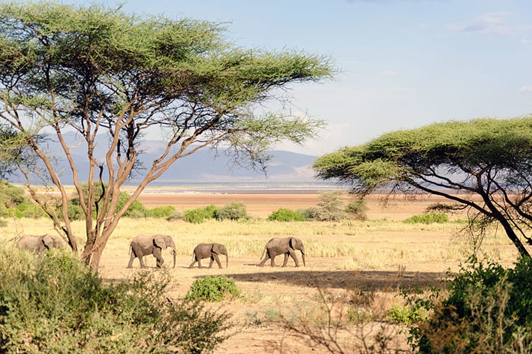 Lake Manyara National Park