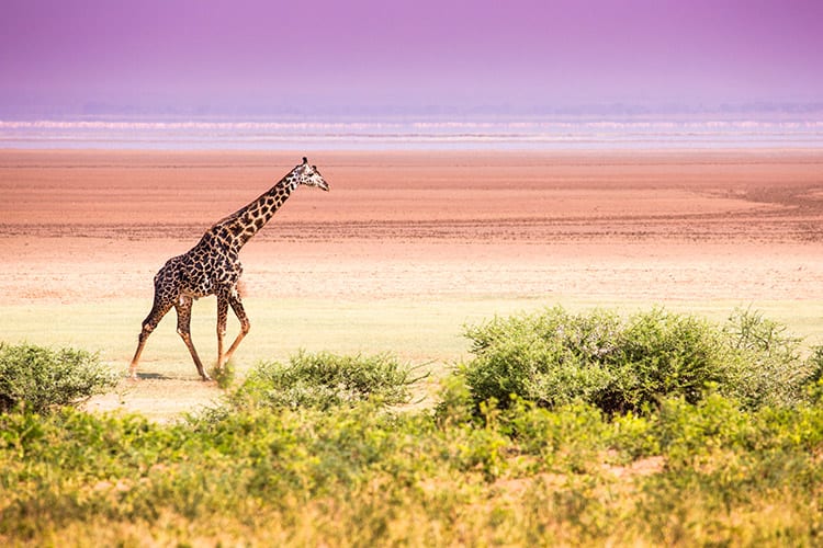 Lake Manyara National Park