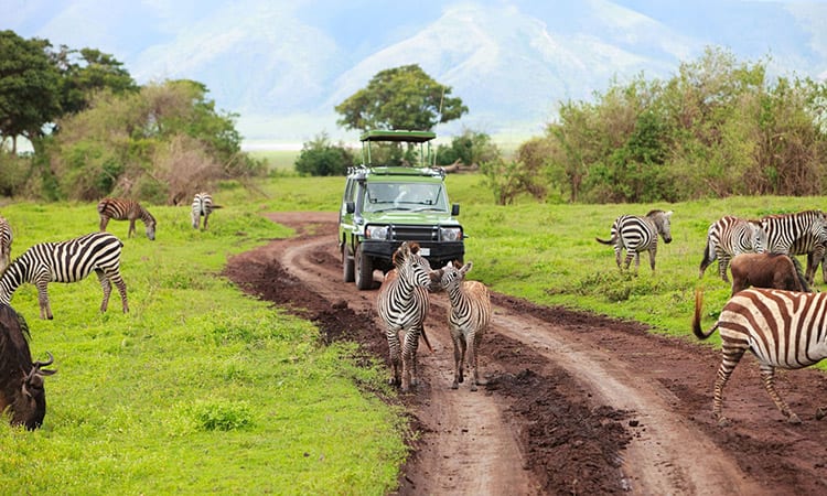 Ngorongoro Krater safari