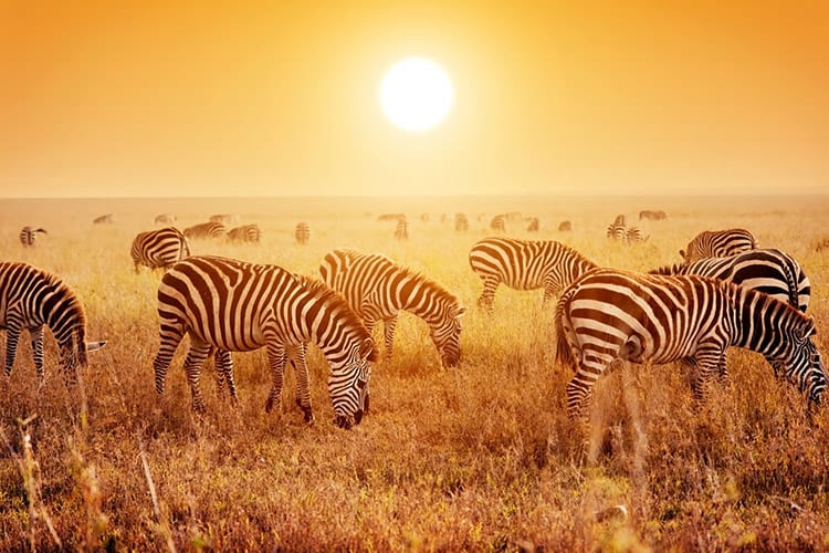Serengeti
