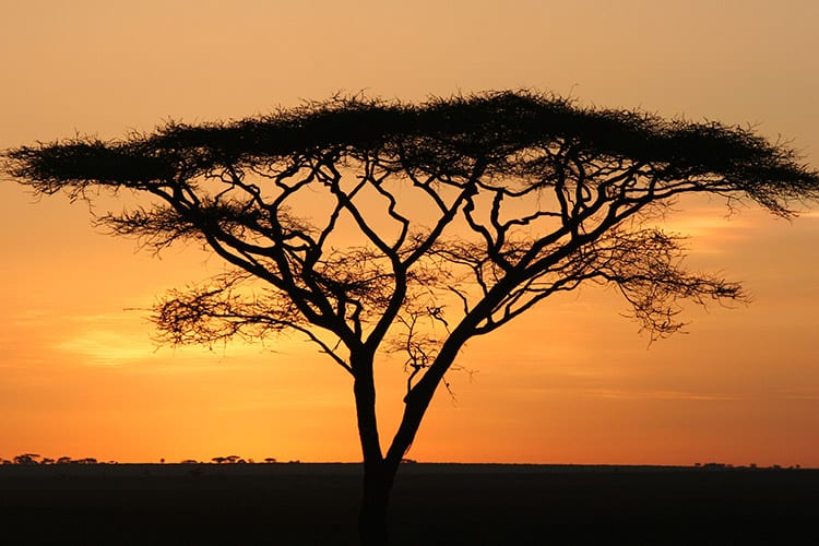 Serengeti