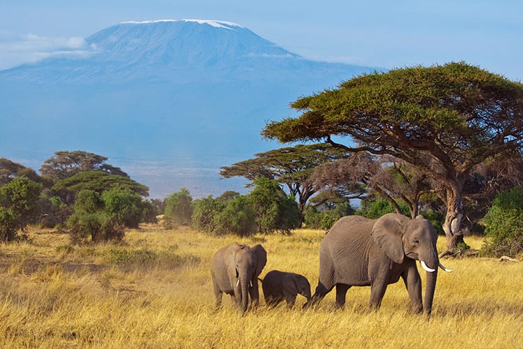 Serengeti