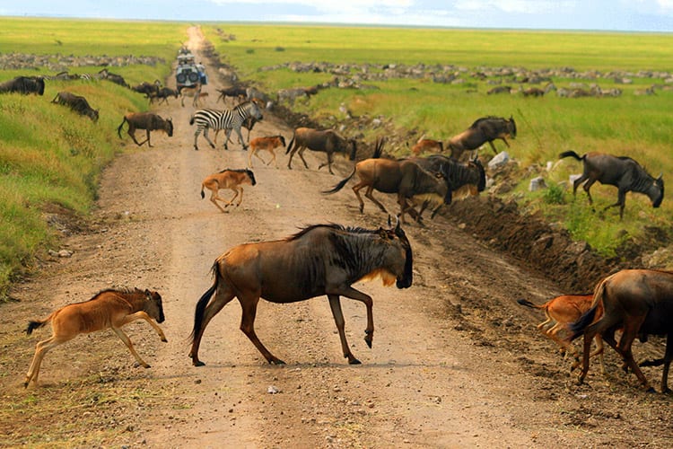 The Great Migration in de Serengeti