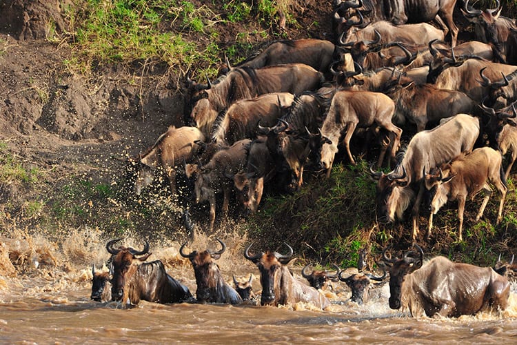 The Great Migration in de Serengeti