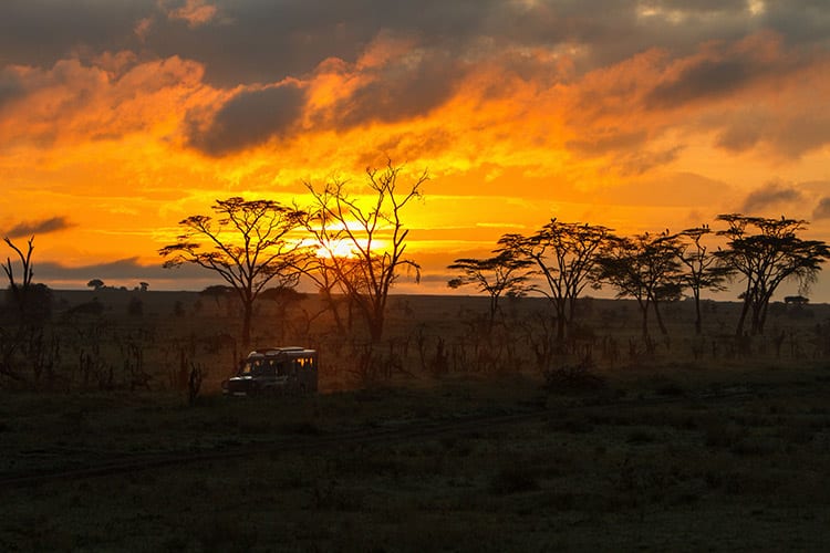 Safari in de Serengeti