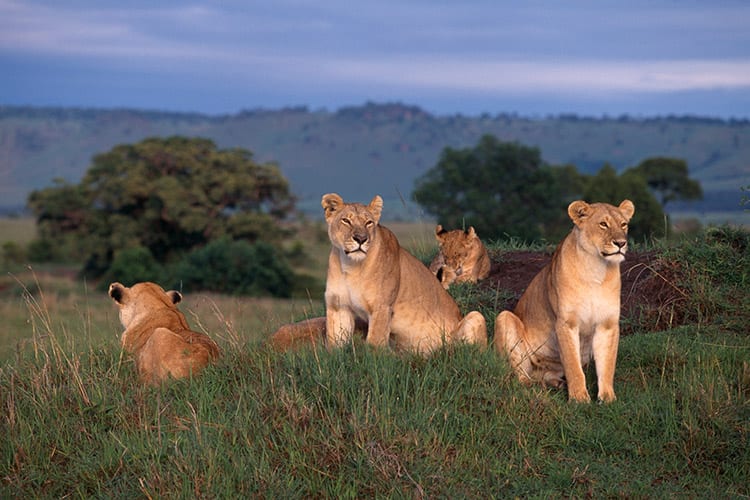 Serengeti