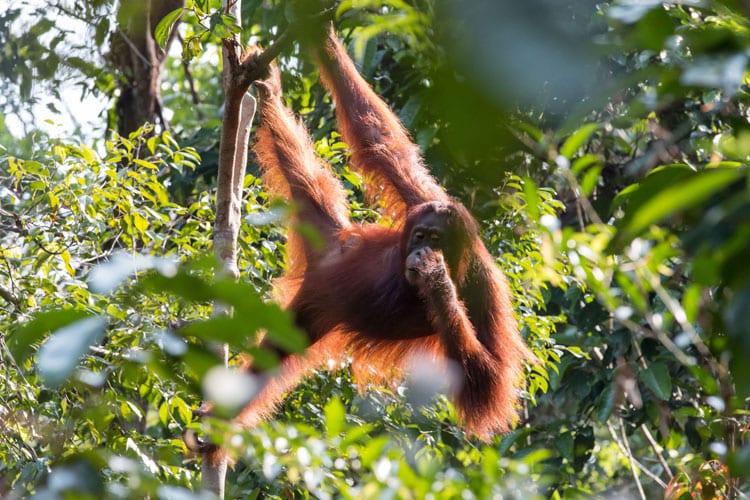 Orang-oetan in het Tanjung Puting National Park