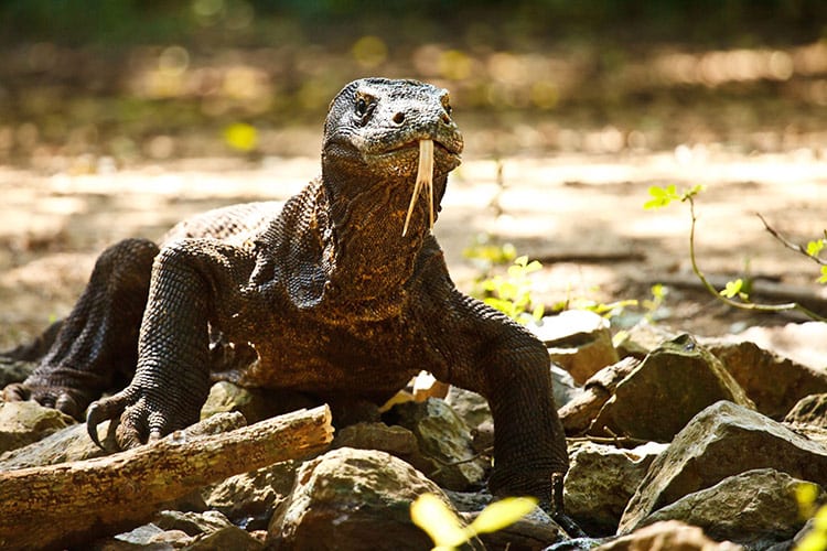 Varaan in het Komodo National Park