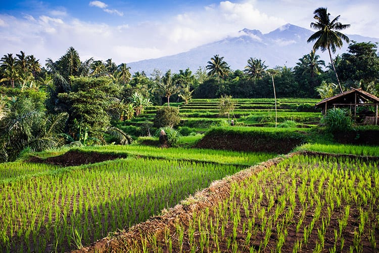 Senaru rijstvelden, Lombok