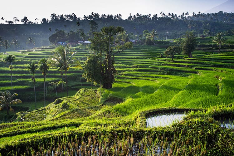 Senaru rijstvelden, Lombok