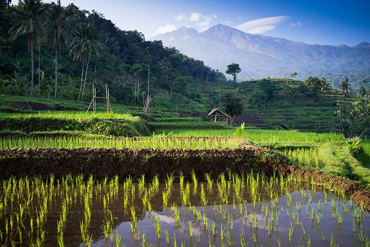 Senaru rijstvelden, Lombok