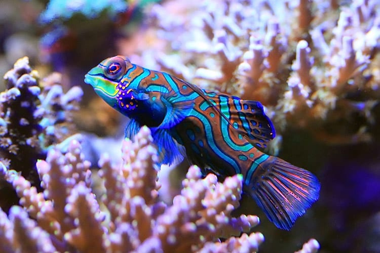 Duiken in Raja Ampat