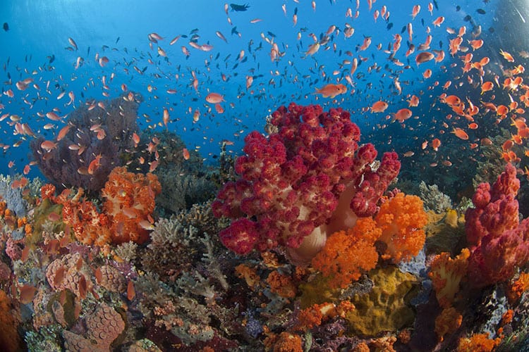 Duiken in Raja Ampat