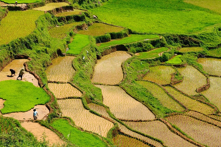 Groene rijstterrassen bij Tana Toraja