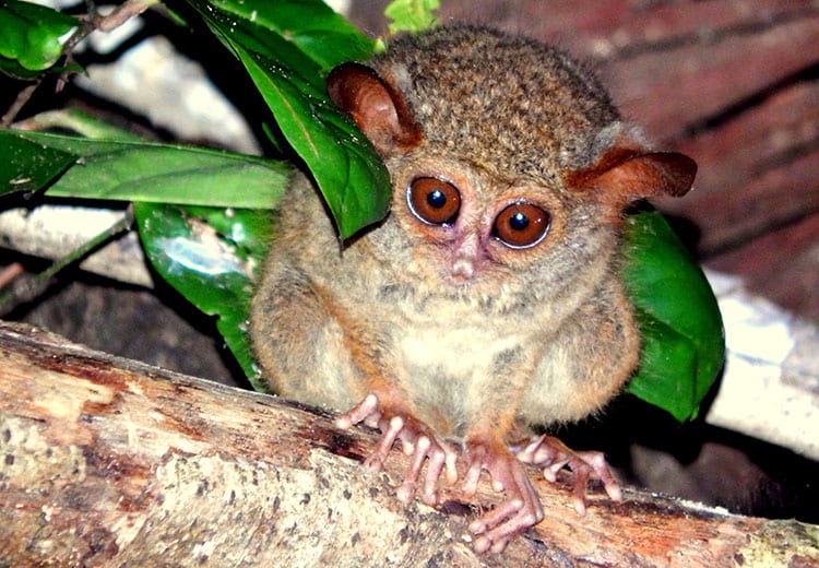 Tarsier aapje