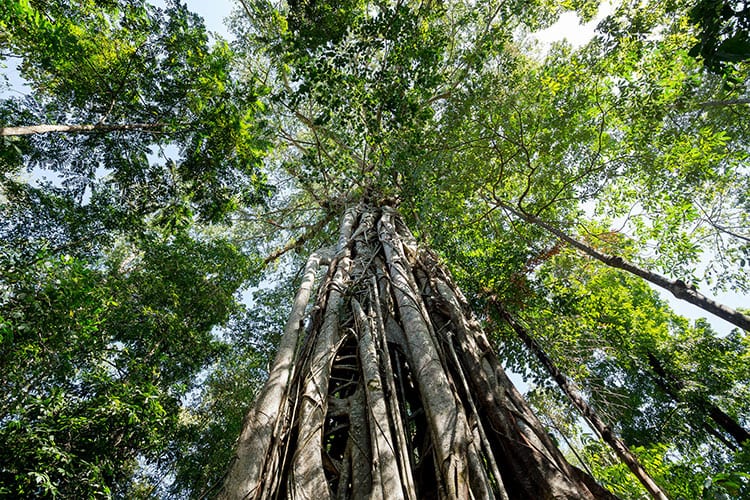 Tangkoko National Park