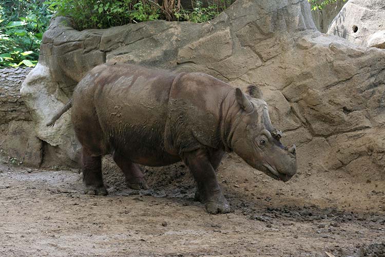 Sumatraanse neushoorns