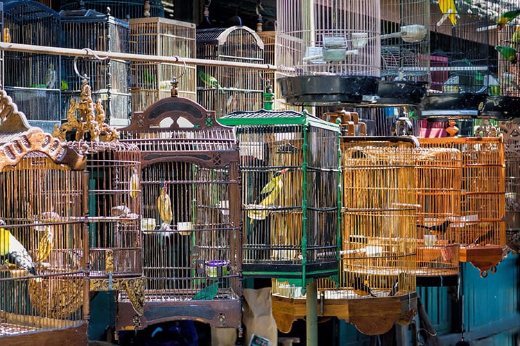 Yogyakarta’s vogeltjesmarkt