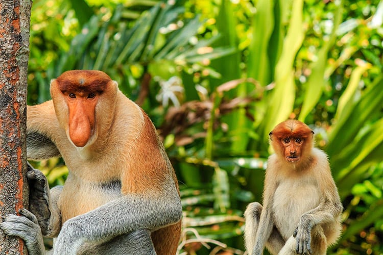 Neusapen op Borneo
