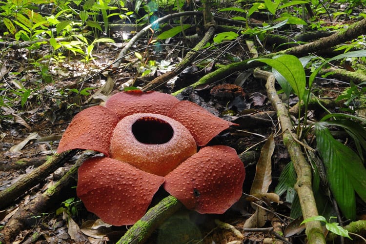 Rafflesia bloem