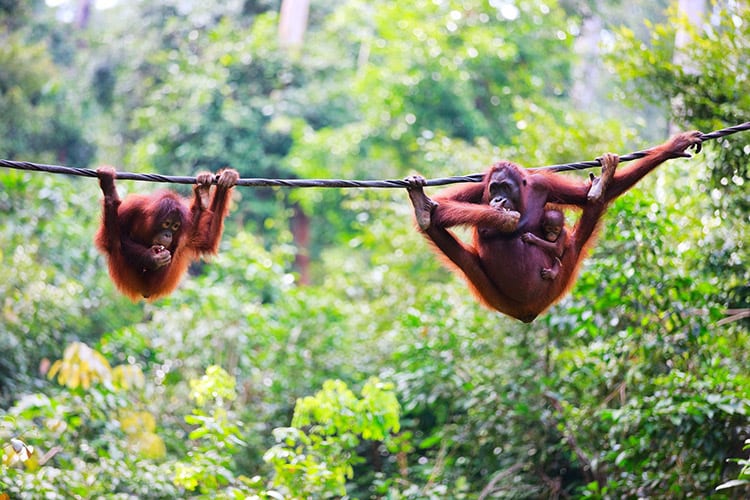 Orang-Oetans op Borneo
