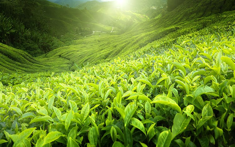 Cameron Highlands