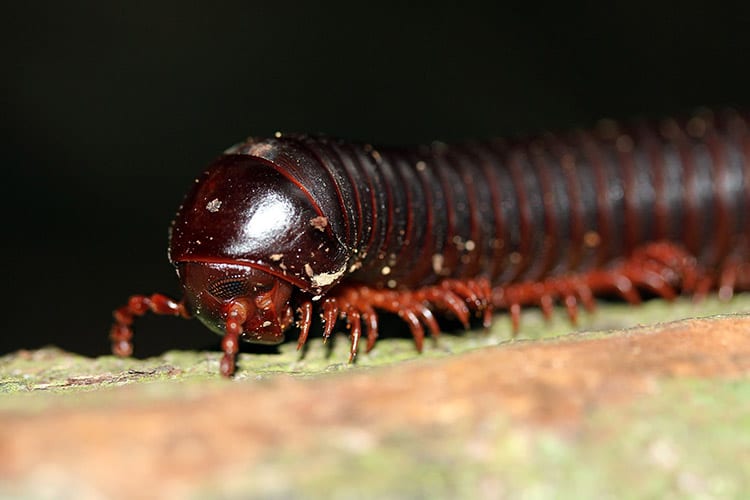 Duizendpoot in het Taman Negara National Park
