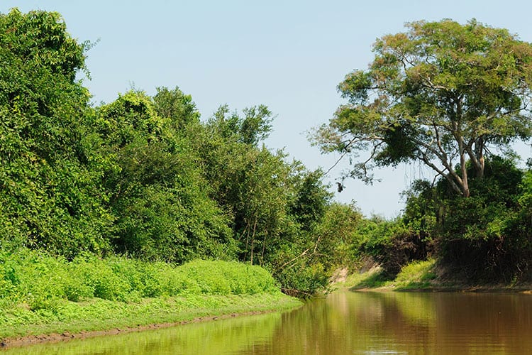 Pampas del Yacuma