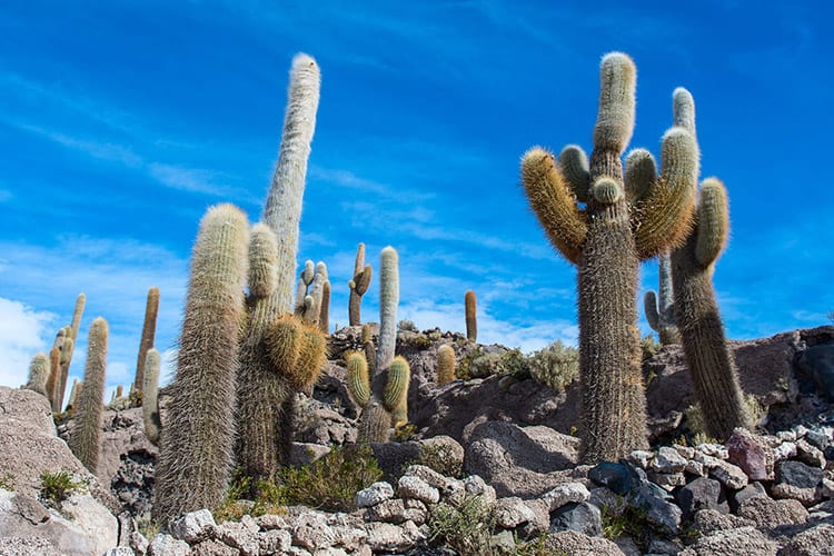 Het eiland Incahuasi in Salar de Uyuni