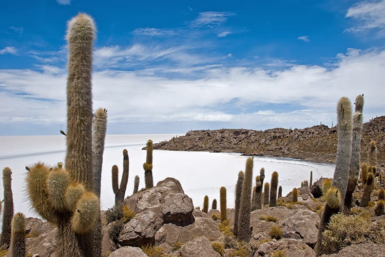 Het eiland Incahuasi in Salar de Uyuni