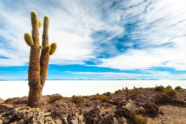 Het eiland Incahuasi in Salar de Uyuni