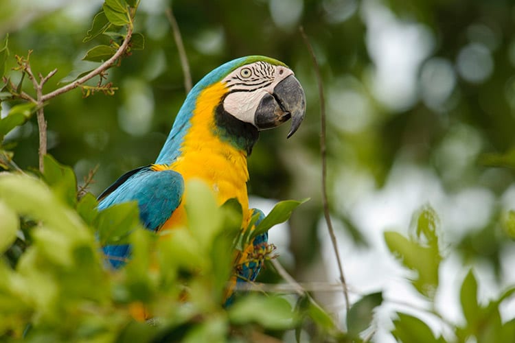 Pantanal
