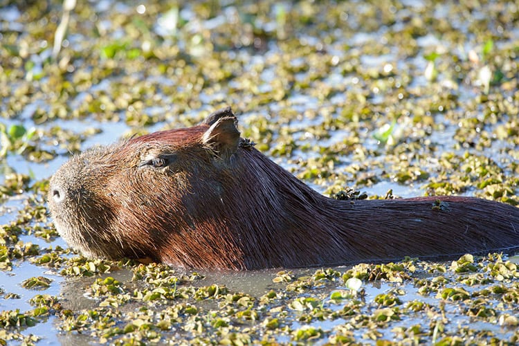 Pantanal