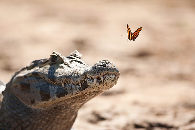 Pantanal