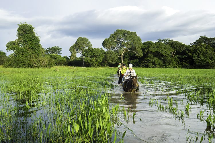 Pantanal