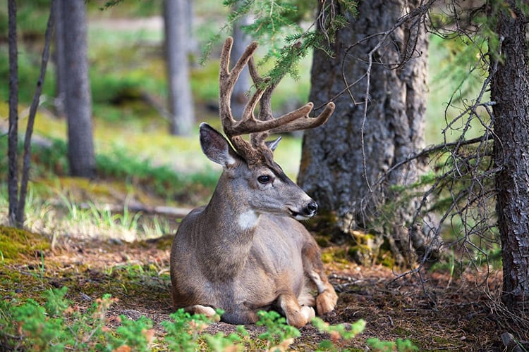 White-tail hert in het Banff National Park