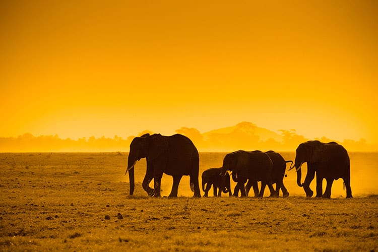 Amboseli National Park