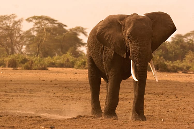 Amboseli National Park