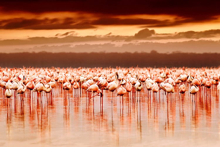 Lake Nakuru flamingo's